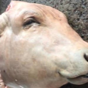Cow Head (cow tongue and neck all inclusive)