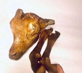 Goat Head and Leg (1 set)