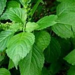 Scent Leaf (Efinrin)