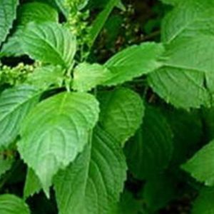 Scent Leaf (Efinrin)